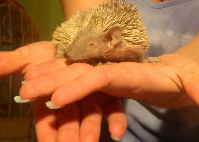 Tomi ein zwergigel aus Madagaskar und 1 1/2 Jahre alt