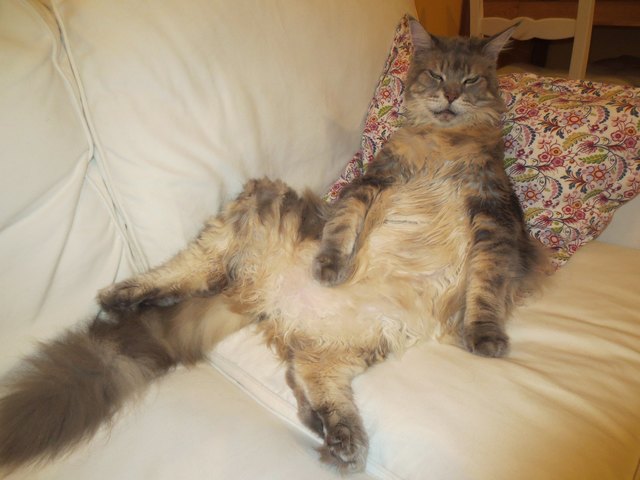 Mein "Jimmy lässig" namens ARES