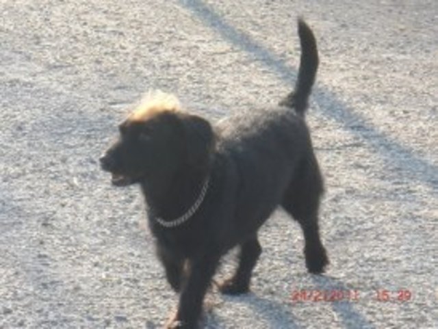 ein kleiner Punk...im Alleingang!!