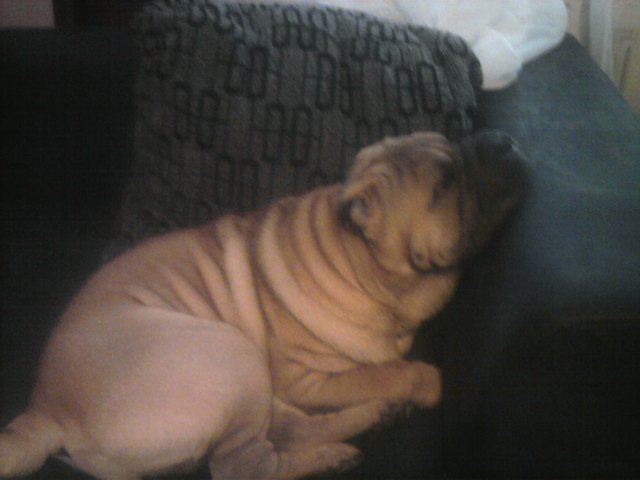 samson macht mal Pause wenn Fraudi nicht daheim ist