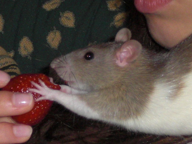 Süße Emily liebt süße Erdbeeren