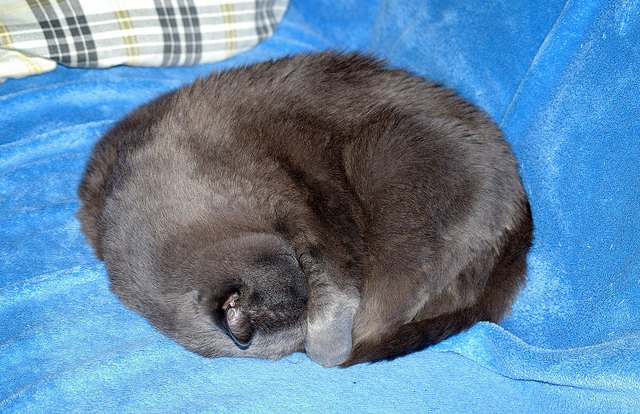 Marie im  Land der Träume