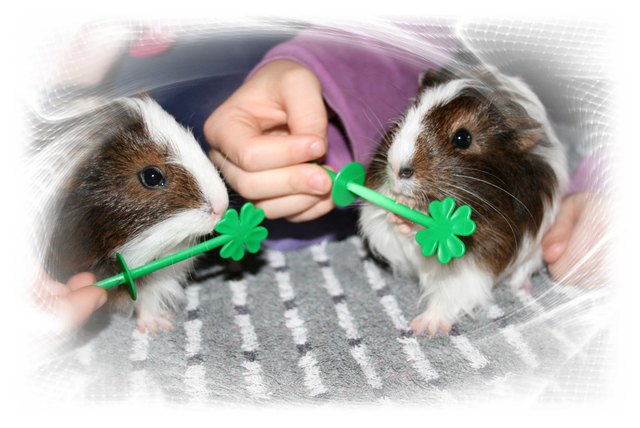 Vom Christkind gebracht & an alle Prosit Neujahr!