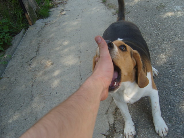 Berry und meine Hand