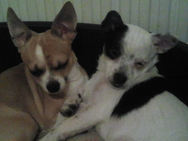 Unsere Lieblinge Coco und Balu (Vater und Sohn)