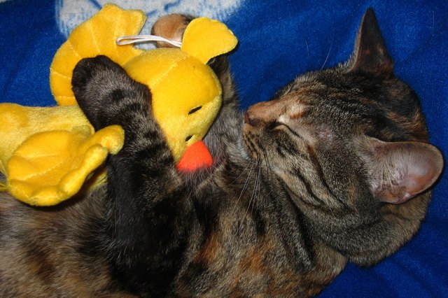 Mein Piepmatz, ich hab dich soo lieb