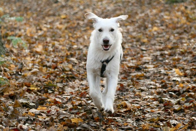 Sunny im Praterpark erfreut sich des Lebens!!
