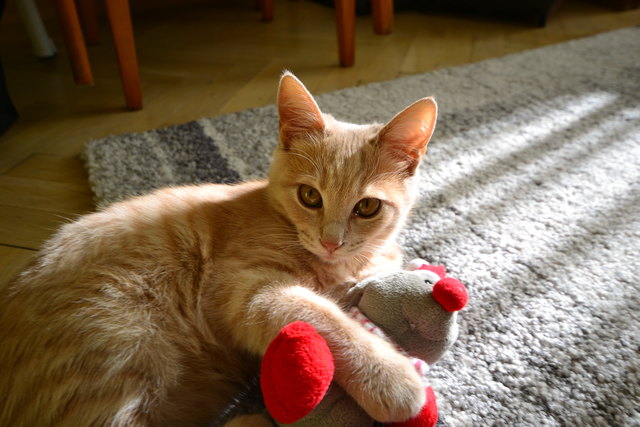 Bijou mit ihrem liebligs Spielzeug.