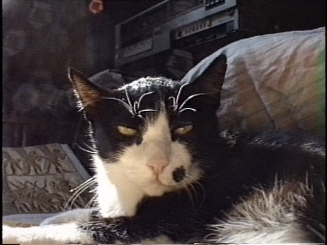 KALU der Favoritner Kater