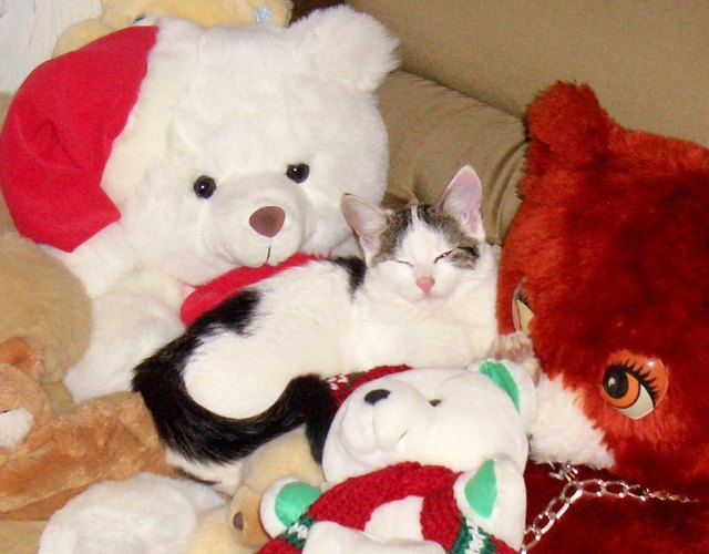 Sandy auf den ersten Blick nicht zu finden!