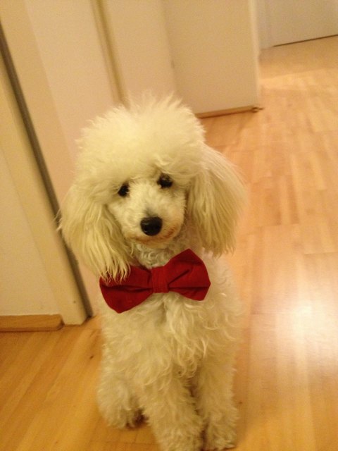 Smoki, mein toy-pudel