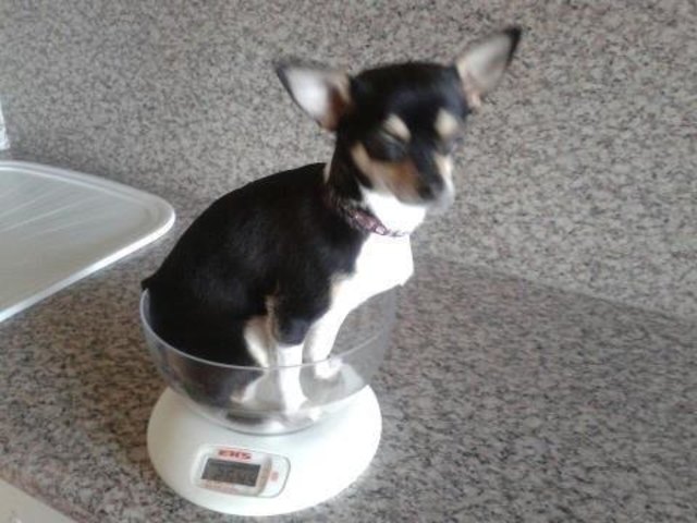 Hab schon wieder 9 dag zugenommen obwohl ich so viel Bewegung mache. wau, wau