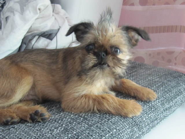 Norbert - endlich trocken, jetzt will ich rocken!