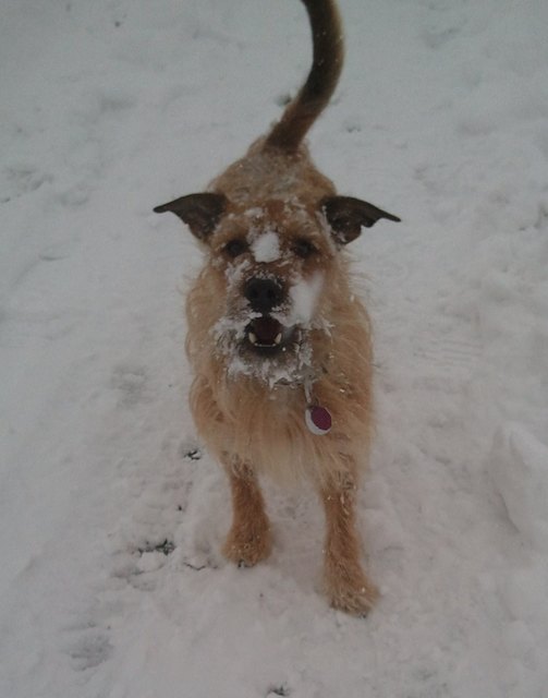 den ganzen Tag im Schnee herumtollen ist für Felix das schönste ;-)