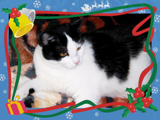 gina,s weihnachtsfoto