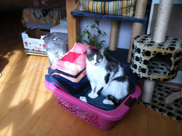 sam und gini wrten auf die fütterung