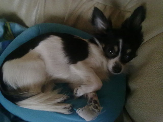 Ich bin ein Sofawolf