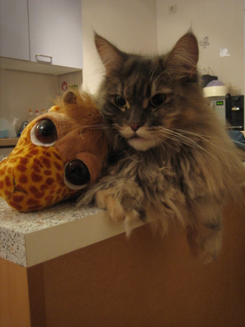 Darf ich vorstellen - Giraffe Fili, meine Freundin :-)