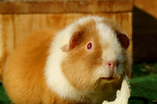 Junah - Sonnenschein