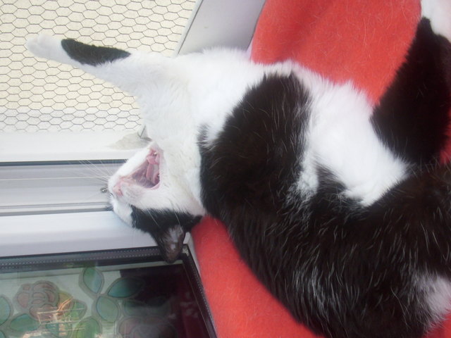 das war ein guter witz