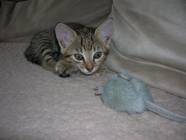 Wenn sich das Kätzchen vor der Maus fürchtet.....