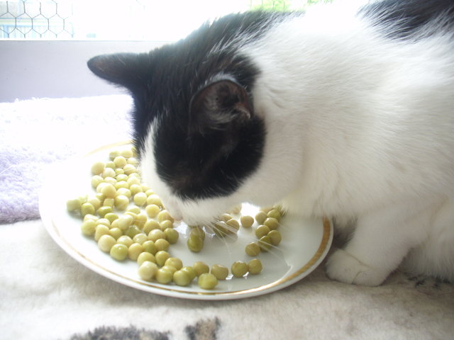 bin ein gemüsetiger