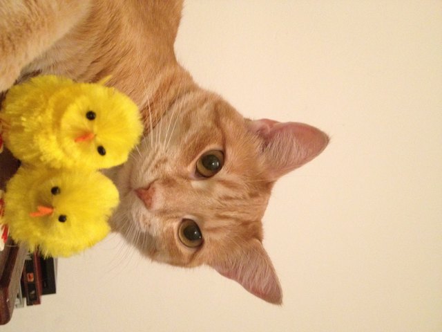 Marlin und ihre Kuschelküken