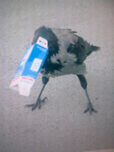 verspielte krähe charly