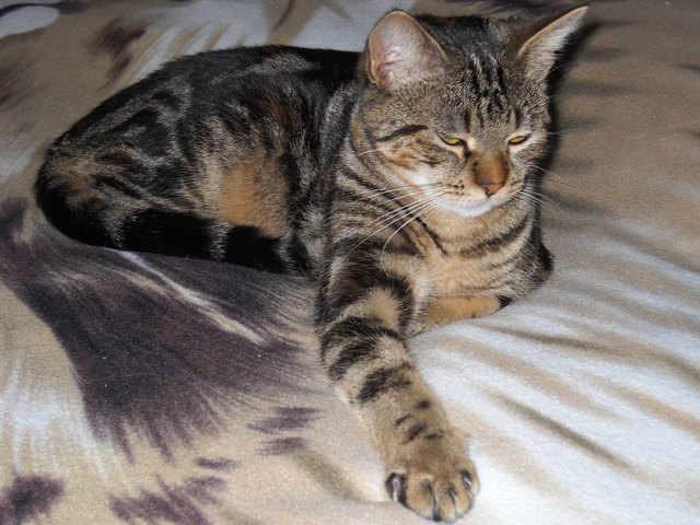 So sieht Benji heute aus, Sie ist eine kleine Schönheit geworden.