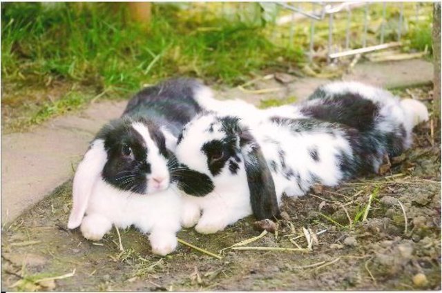 Flöckchen & Bommel von Lena und Daniel