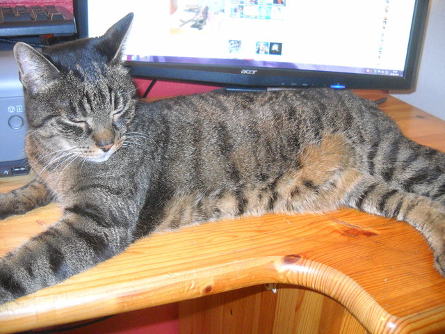 Bärli, 12 Jahre, seit 11 Jahren mein treuer tierischer Begleiter, ist das Oberhaupt unseres Sechserteams und der Erzieher von Benji.