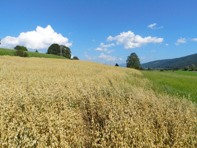 Haferfeld beim Pöllnkreuz, St.Gertrauden, Mauterndorf