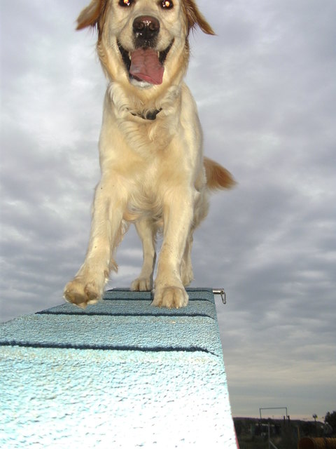 meine kleine bei Agility