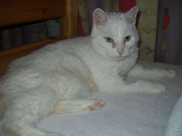 Schneeweisschen, gehört seit Anfang August 2012 zu unserer Familie, wir haben Sie aus dem Wiener Tierschutzhaus, ist ca. 14 Jahre. Sie ist sehr verschmust und freue mich, dass ich Sie gefunden habe.