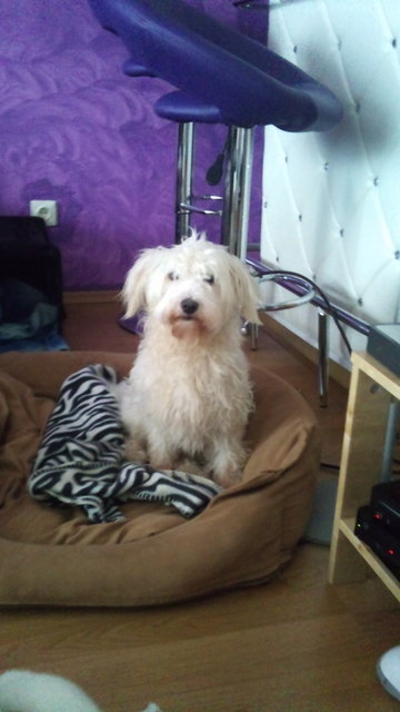 Dusty nach seinem Bad :-)