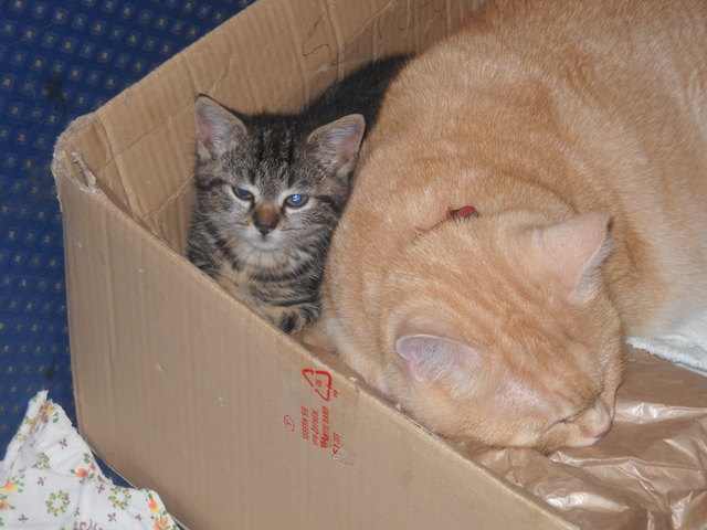 Klein Benji mit Ihrer Ziehmami Mädi. Das war vor 2,5 Jahren und Benji war gerade ein paar Tage bei uns. Mittlerweile ist Benji eine schöne Katzendame geworden  und mischt in dem Sechserteam ganz schön mit.