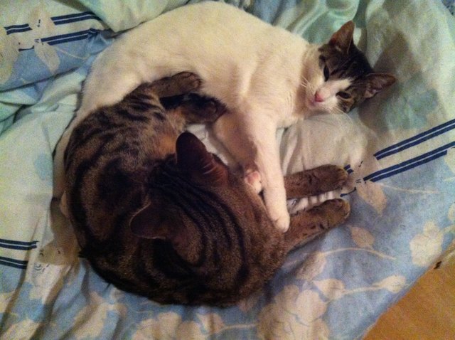 Bärli und Cheyenne das Katzentraumpaar 