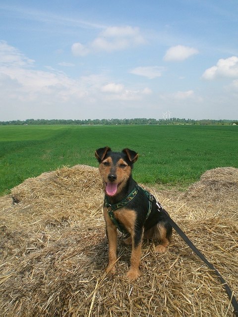 Sommer, Sonne, Sonnenschein