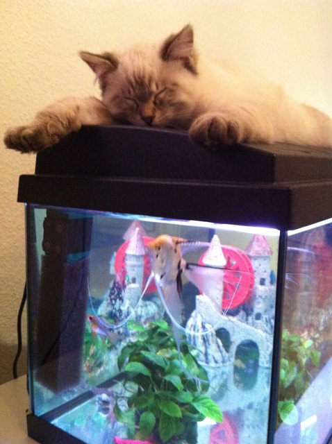 Schwimmende Steaks unter Kontrolle halten