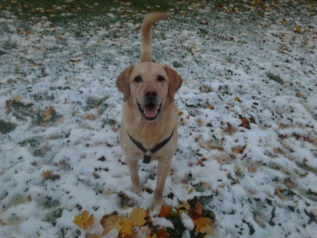 Marlon liebt Schnee