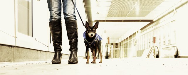 "fluky" - unser wachhund, bettelkönig und menschenfreund, flirtmeister und seelentröster