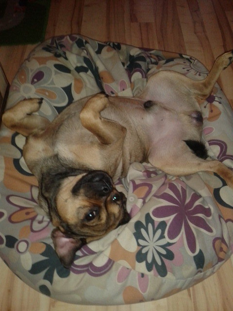 Unser Jolly beim Relaxen!