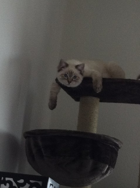 Strecken auf Katzenart