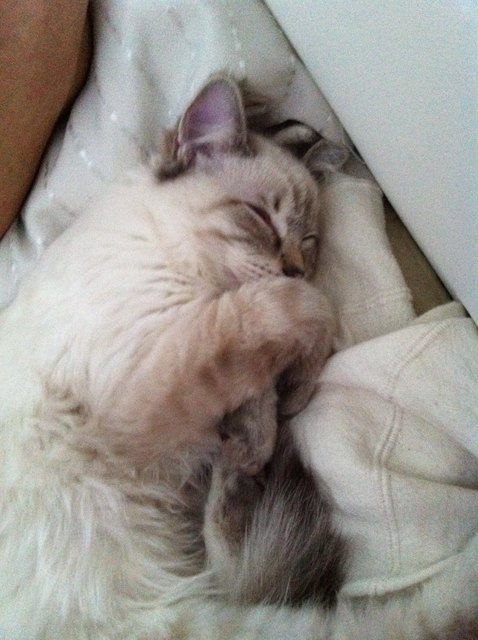 Ein fauler Nachmittag