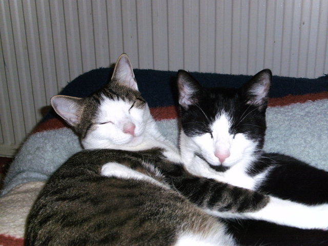 Strizzi und Felix sind zwei Kuscheltiger ;-)
