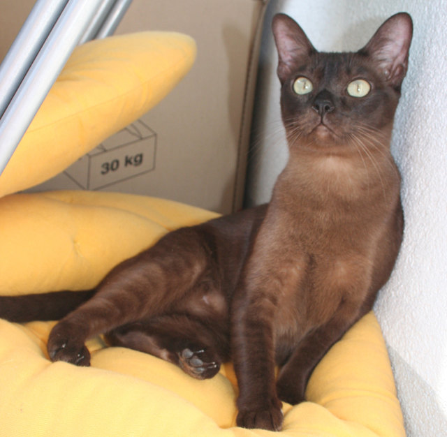 Die Königin unserer Löwen