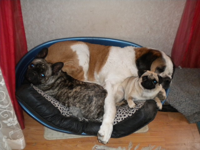 das körbchen ist voll