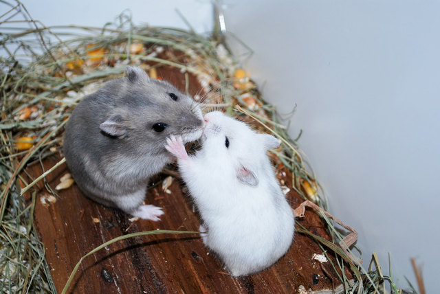 A Bussal für die Mama