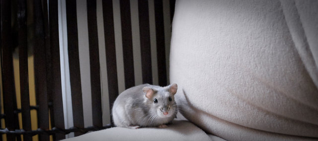 Süßestes Vielfraß