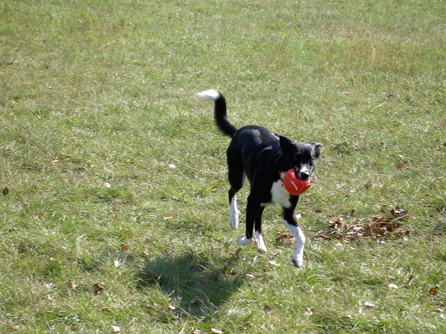 ball spielen könnte ich den ganzen tag